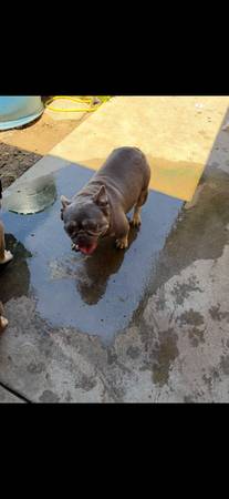 2 perras francesas de raza AKC586067244420311041