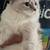 Ragdoll cat 2 thumbnail