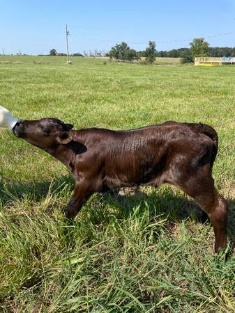 Bottle calf 1