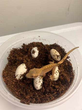 Crestie Eggs (Streamwood)