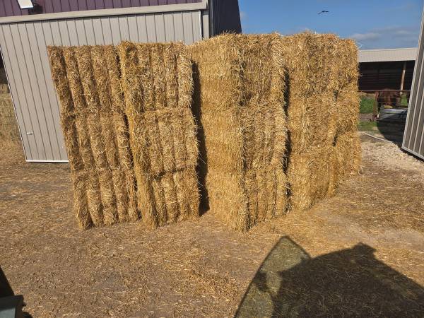 Wheat Straw  3x3 medium big squares delivered 1