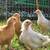 Ameraucana, Easter Egger, Blue Egger, Olive Egger chickens, many ages 8 thumbnail