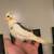 Cockatiels 1 thumbnail