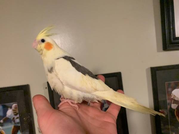 Cockatiels 1