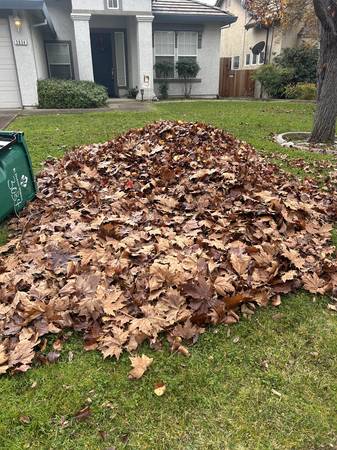 Lawn Care and Clean UP  Yunk Removal Free Estimate 1