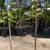 Guava Tree 9 thumbnail