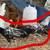 Silver Phoenix Longtail Chickens 11 Roosters & 4 Hens - Different Ages 1 thumbnail