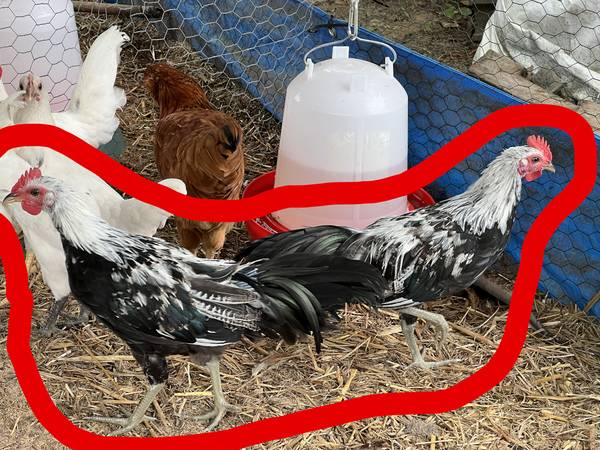 Silver Phoenix Longtail Chickens 11 Roosters & 4 Hens - Different Ages 1