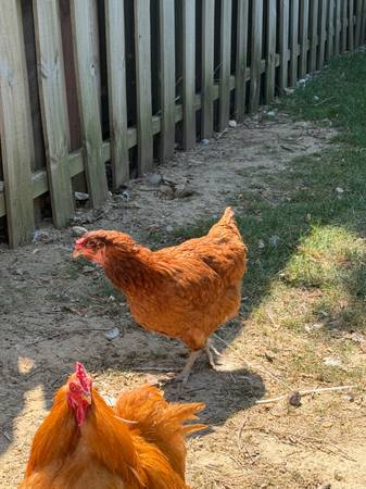 Gallinas526657214218905602