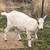 Purebred Alpine doeling 3 thumbnail