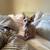 Sphynx kittens avalible 2 thumbnail
