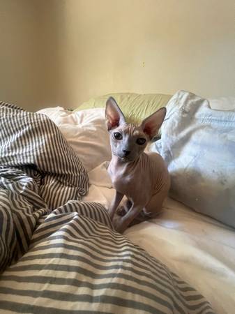 Sphynx kitten female 1