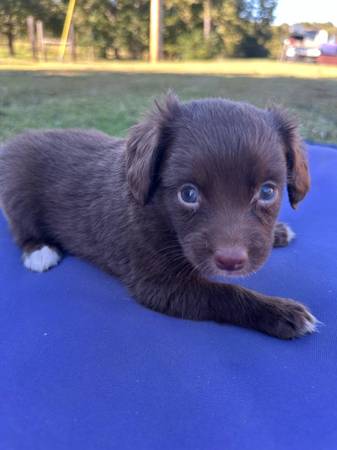 Mini Aussie Doodles (Coldwater)64296609231362122