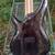 Ibanez SR405EQM 5 String Bass Guitar + Gig Bag 6 thumbnail