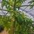 Tropical Fruit Trees And Exotic Plants. This weekend only 50% discount 3 thumbnail