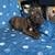 Cane corso pups 6 thumbnail