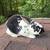 Rex rabbit doe 1 thumbnail
