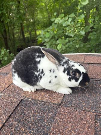 Rex rabbit doe 1