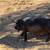 pigs, piglets, lifestock 4 thumbnail