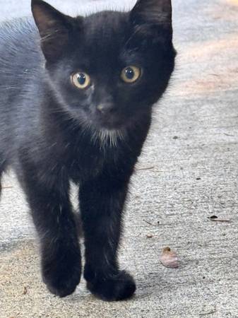 Gatitos en adopción (Oregon City)63842373779587122