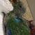 Eclectus 2 thumbnail