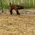Red Boer buckling 2 thumbnail