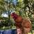 Chickens 4 thumbnail