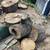 Free Silver Maple Trunk-sized Logs (great for firewood) 1 thumbnail
