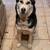 3 male Huskies 2 thumbnail