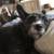 Schnauzer dog 1 thumbnail