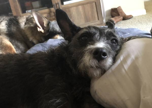 Schnauzer dog 1