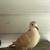 Doves 6 thumbnail