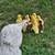 Muscovy  ducklings.  Royal palm poults. 11 thumbnail