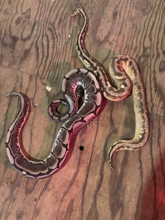 Bald python 1