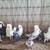 PIGEONS 4 thumbnail