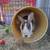 Rabbits 3 thumbnail