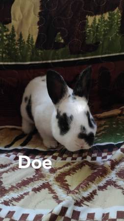 Rex rabbits 1
