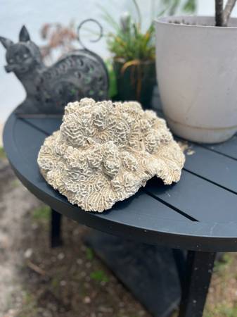 Large coral (Hollywood)63685533019395120