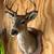 8 Point Deer Head 1 thumbnail