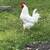 Free Roosters 4 thumbnail