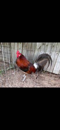 Gamefowl 1
