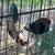 Americana Rooster 4 thumbnail