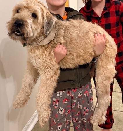 Lost Dog 1