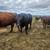 Black angus bull 3 thumbnail