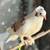 Exotic fancy white and brown crested feathered feet pigeon 1 thumbnail