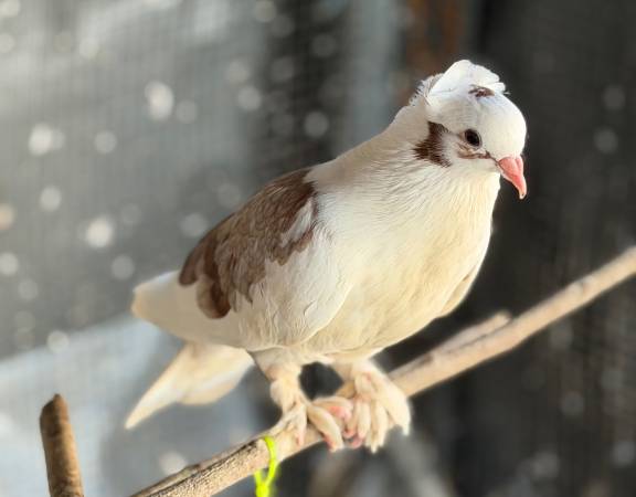 Exotic fancy white and brown crested feathered feet pigeon 1