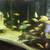 Aquarium fishes/ African cichlids 8 thumbnail