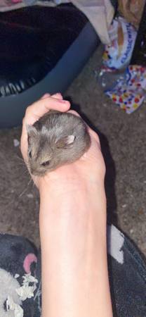 hamster and hamster cage must buy together 1