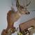 Taxidermy Mount 8 pt 3 thumbnail