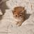 Exotic shorthair 6 thumbnail